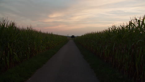 Wide-pov-shot-of-riding-a-bike-between-two-corn-fields-on-a-small-road-1