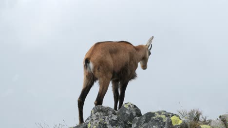 Telephoto-Footage-Of-Super-Cute-Chamois-Looking-Around-Interested-On-Rock-Edge-To-Fog---Cloud-In-Background