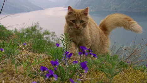 Red-tabby-cat-on-a-wildflower-mountainside-overlooking-a-fjord---slow-motion