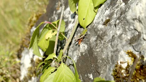 Grasshopper-And-Ant-In-Mossy-Rock-With-Foliage