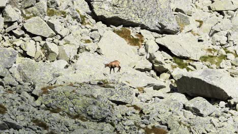 Lonely-Sad-Chamois-Searching-For-Food-In-Very-Rocky-Mountain-Environment,-Telephoto