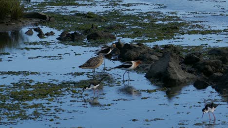 Long-billed-Curlew,-Black-Necked-Stilt-and-American-Avocet-looking-for-food-in-a-swamp
