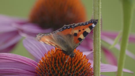 Una-Pequeña-Mariposa-De-Carey-Se-Alimenta-De-Echinacea-Purpurea