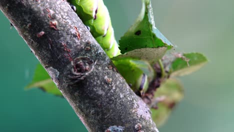 Privet-hawk-moth-caterpillar-crawling-around-a-tree-branch