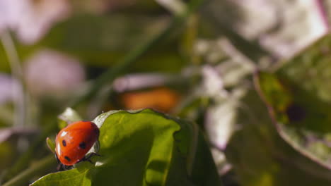4k-macro-close-up,-ladybug-beetle-crawls-green-leaves-outdoors