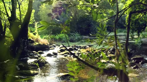 Friedlicher-Fluss,-Der-Entlang-Felsen-Fließt,-Wildniswald,-Grüne-Blätter,-Die-Sich-Im-Vordergrund-Wiegen
