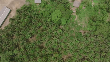 Breite-Luftaufnahmen-Von-Oben-Nach-Unten-Des-Dschungels,-Der-Ein-Dorf-In-Der-Landschaft-Von-Sierra-Leone-Umgibt