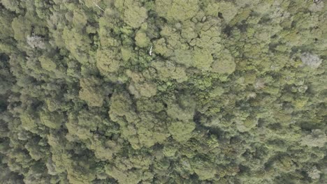 Aerial-zoom-out-top-down-view-of-a-dense-forest