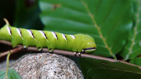 Privet-hawk-moth-caterpillar-sleeping-on-a-thin-tree-branch