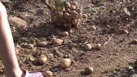 Ripe-Potato-harvesting-on-field,-manual-work-collecting-potatoes-in-basket