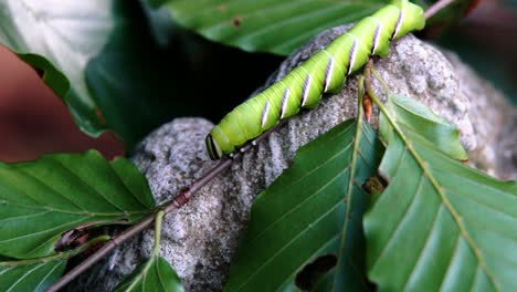 Privet-hawk-moth-caterpillar-crawling-along-a-thin-tree-branch