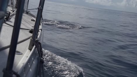 Barco-Navegando-Por-El-Océano-Con-Delfines-Nadando-En-La-Proa