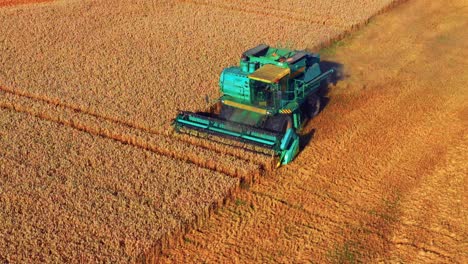 Luftaufnahme-Von-Reifen-Getreideernten-Auf-Dem-Feld,-Die-Von-Einem-Landwirt-Geerntet-Werden,-Der-Einen-Mähdrescher-Fährt