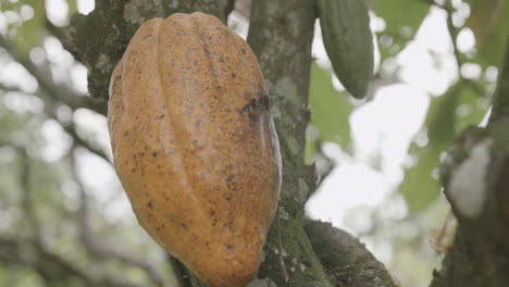 Zeitlupenaufnahmen-Einer-Orangefarbenen,-Reifen-Kakaofrucht,-Die-Noch-Am-Baum-Hängt