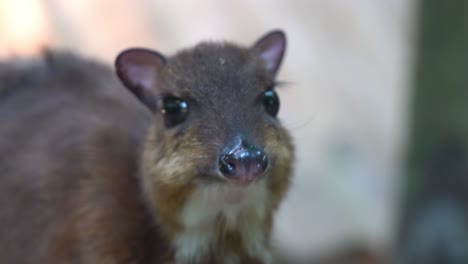 Smallest-hoofed-mammal,-lesser-mouse-deer,-tragulus-kanchil,-pregnant-mother-munching-on-feeds,-close-up-handheld-motion-shot-at-Langkawi-wildlife-park,-Malaysia