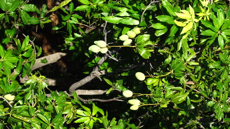 Vertikale-Aufnahme-Eines-Grünen-Mangobaums-Im-Sonnenlicht-Mit-Unreifen-Früchten,-Die-In-Vietnam-Hängen
