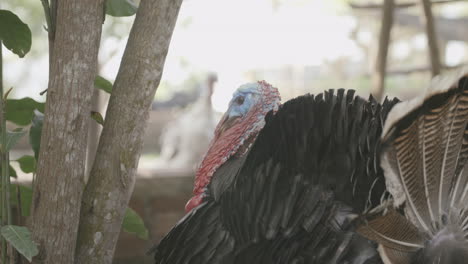 Close-up-footage-of-a-red-and-blue-turkey-walking-away-from-camera