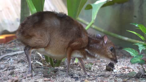 Cute-and-curious-pregnant-mother-lesser-mouse-deer,-tragulus-kanchil,-sniffing-and-foraging-on-the-ground-at-Langkawi-wildlife-park,-Malaysia,-close-up-handheld-motion-shot