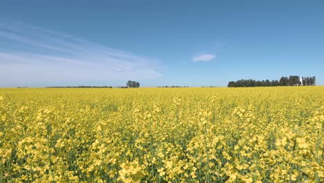 Canola-Field-With-Hut-In-the-Middle