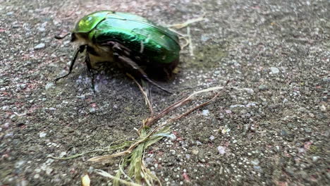 Close-up-shot-of-a-chafer-beetle-walking