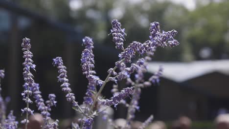 Purple-flowers-bathing-in-the-sun