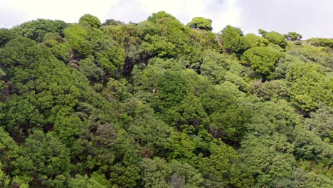 Aerial-view-of-the-forest-fanal-in-Madeira