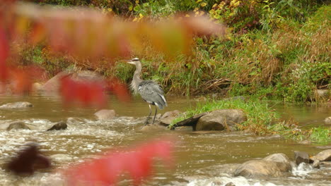 Grey-Heron-Standing-On-Rock-Through-Shallow-River