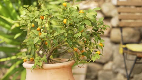 A-small-orange-tree-in-a-french-garden