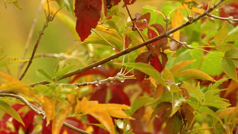 A-closeup-of-an-tree-branch-with-yellow