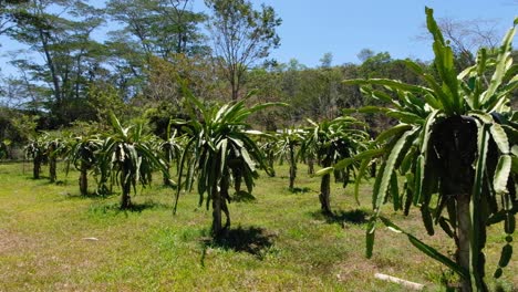 Reife-Drachenfrucht-Pitahaya-Kaktusbäume-Im-Obstgarten