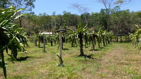 Exóticos-árboles-Tropicales-De-Cactus-De-Pitahaya-De-La-Fruta-Del-Dragón-Alineados