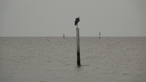Heron-on-a-pole-in-Mobile-Bay-Alabama