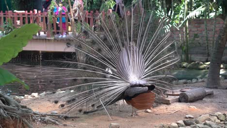 Touristic-attraction-beautiful-Indian-peafowl-pavo-cristatus-wiggling