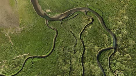 Aerial-top-down-shot-of-dunes-and-reed-lands-with-flowing-river-at-sunny-day-in-Netherlands