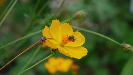 Australische-Biene,-Die-Süßen-Nektar-Auf-Gelber-Blume-Sammelt