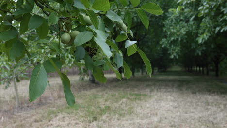 Unripe-Walnut-Fruits-And-Green-Foliage-Hanging-On