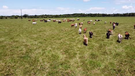 Vacas-Corriendo-En-El-Paisaje