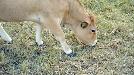 Dairy-Cattle-Calf-Eating-Dry-Grass-In-The-Pasture
