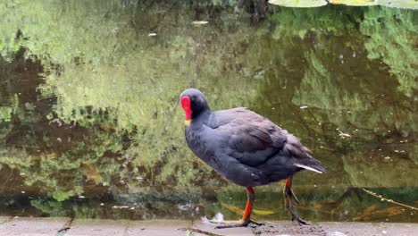 Wild-dusky-moorhen-gallinula-tenebrosa-with-slaty-black-plumage