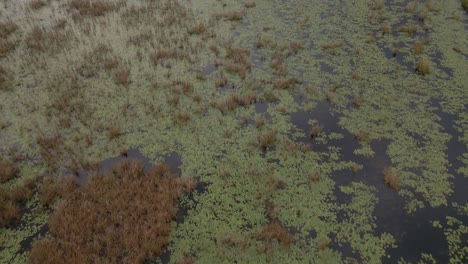 Aerial-Flight-Over-The-Marshlands-In-Mozambique