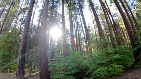 Sonnenlicht-Natur-Wald-Und-Bäume-In-K
