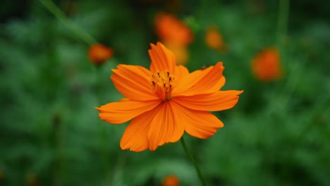 Single-Flower-Of-Cosmos-Sulphureus-Gently-Moving-With
