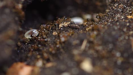 Makroansicht-Des-Transports-Roter-Ameisen-Hautnah