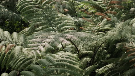 Large-New-Zealand-black-tree-ferns-blowing-in