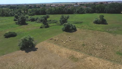 Aerial-Drone-View-Of-Grazing-Cattle-On-Countryside