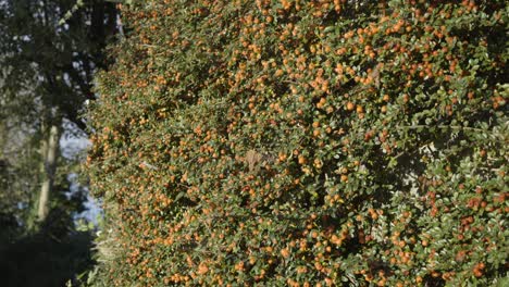 Busch-Herbstpflanzen-Mit-Dicht-Orangefarbenen-Fruchtbeeren.-Statische-Aufnahme