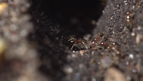 Makroansicht-Von-Roten-Ameisen-Auf-Reisen-Hautnah