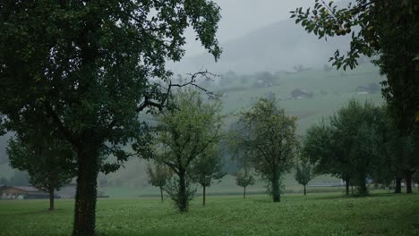 Apfel-Orchidee-Regen-Wolkig-Launisch-Schweiz-Dorf-Hang