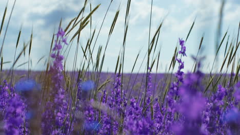 close-up-shot-of-purple-flower-field-K