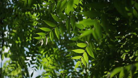 Looking-up-towards-green-European-ash-tree-leaves